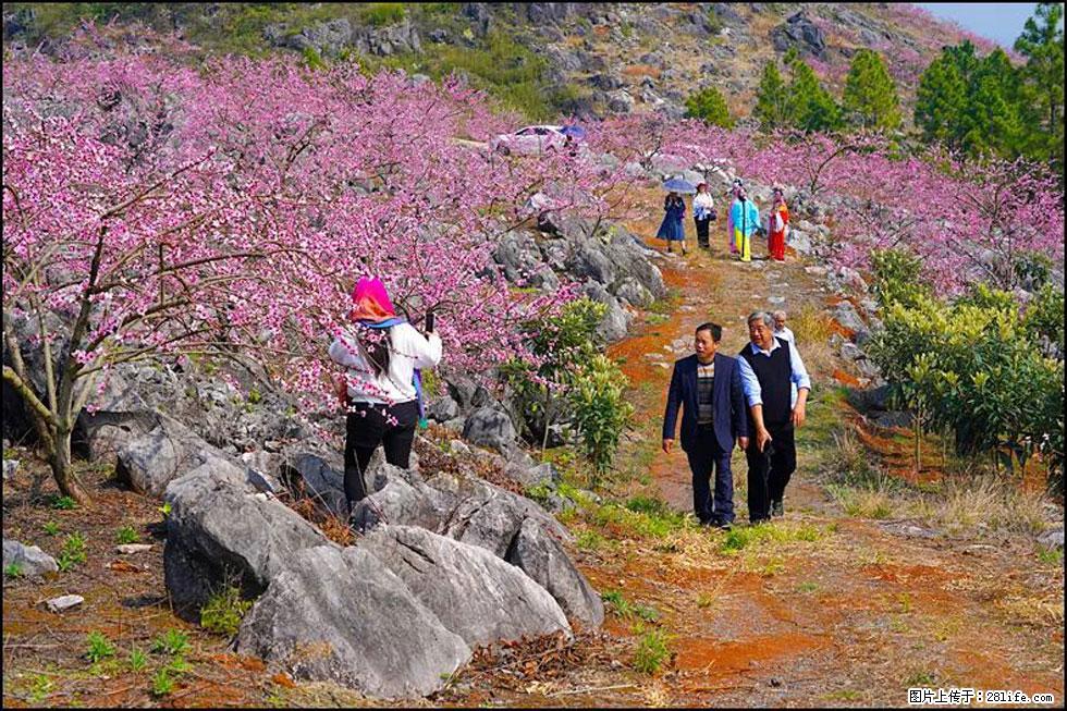 【春天,广西桂林灌阳县向您发出邀请!】望月岭上桃花开 - 游山玩水 - 伊犁生活社区 - 伊犁28生活网 yili.28life.com