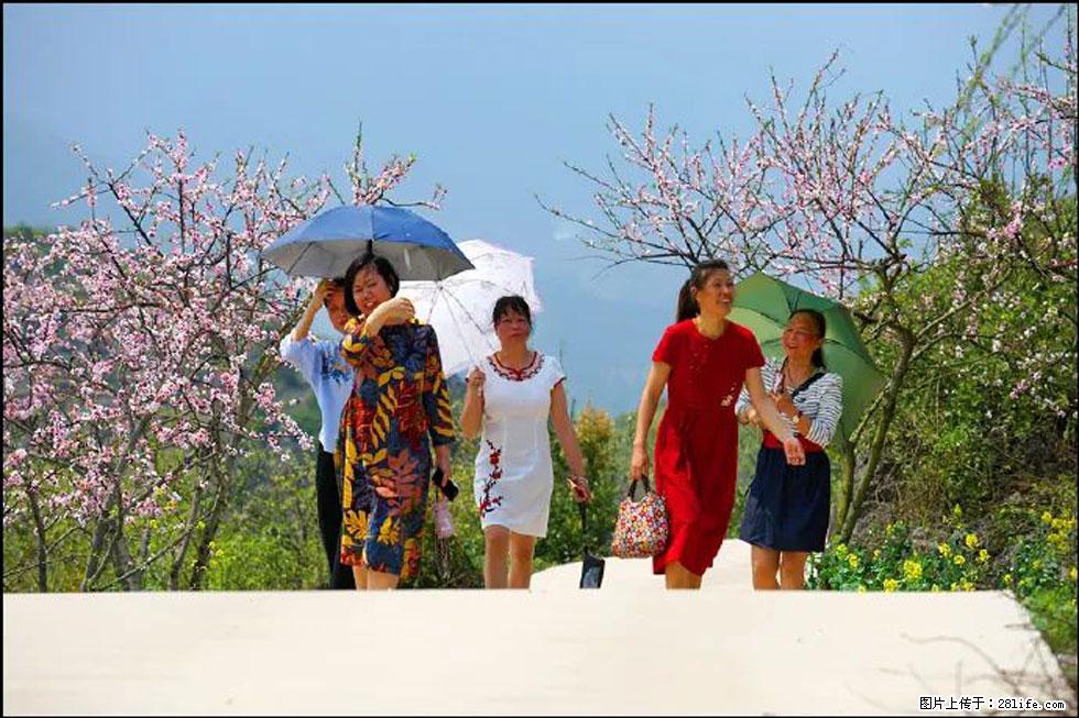 【春天,广西桂林灌阳县向您发出邀请!】望月岭上桃花开 - 游山玩水 - 伊犁生活社区 - 伊犁28生活网 yili.28life.com