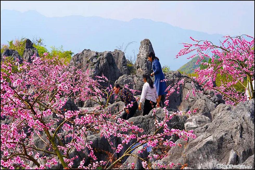 【春天,广西桂林灌阳县向您发出邀请!】望月岭上桃花开 - 游山玩水 - 伊犁生活社区 - 伊犁28生活网 yili.28life.com