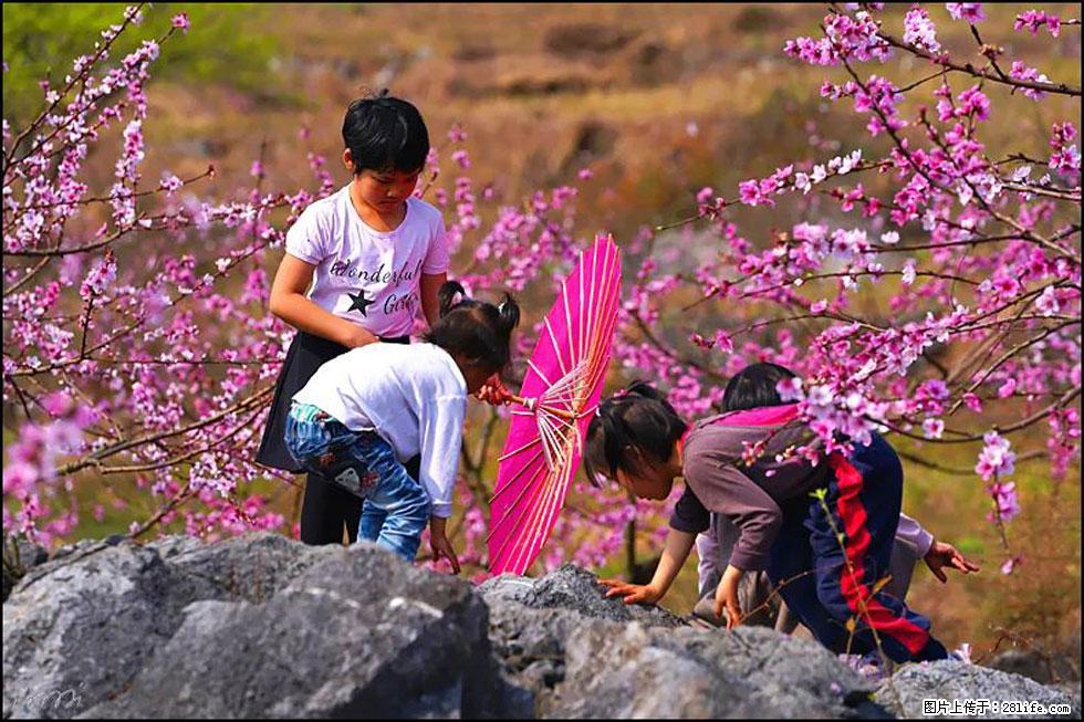 【春天,广西桂林灌阳县向您发出邀请!】望月岭上桃花开 - 游山玩水 - 伊犁生活社区 - 伊犁28生活网 yili.28life.com