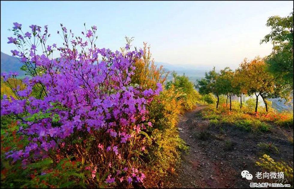【春天,广西桂林灌阳县向您发出邀请!】登麒麟山,相约映山红 - 游山玩水 - 伊犁生活社区 - 伊犁28生活网 yili.28life.com