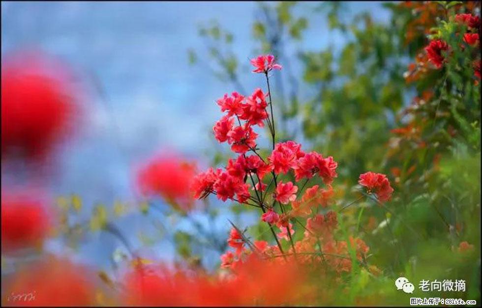 【春天,广西桂林灌阳县向您发出邀请!】登麒麟山,相约映山红 - 游山玩水 - 伊犁生活社区 - 伊犁28生活网 yili.28life.com