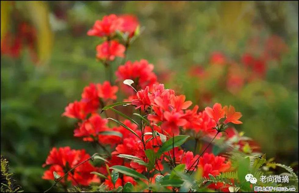 【春天,广西桂林灌阳县向您发出邀请!】登麒麟山,相约映山红 - 游山玩水 - 伊犁生活社区 - 伊犁28生活网 yili.28life.com