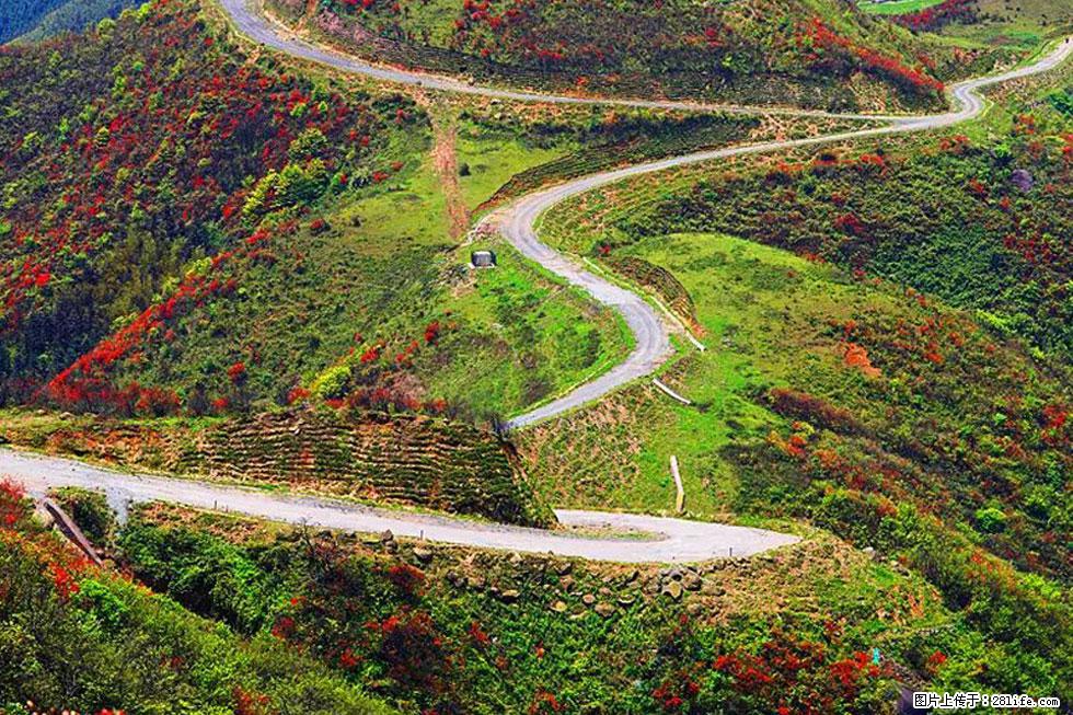 【春天,广西桂林灌阳县向您发出邀请!】春木界上映山红 - 游山玩水 - 伊犁生活社区 - 伊犁28生活网 yili.28life.com