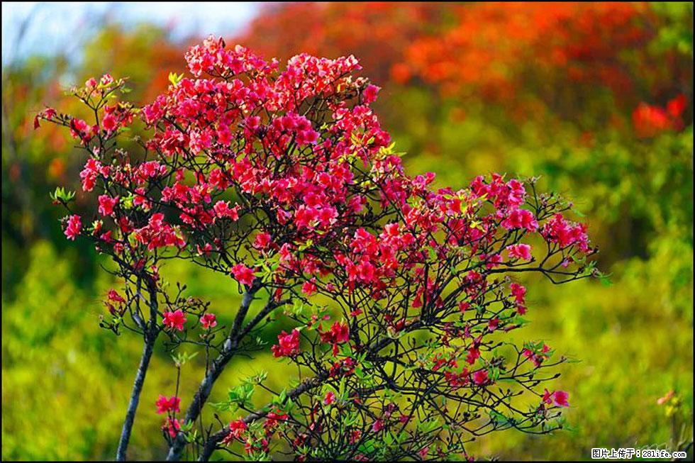 【春天,广西桂林灌阳县向您发出邀请!】春木界上映山红 - 游山玩水 - 伊犁生活社区 - 伊犁28生活网 yili.28life.com