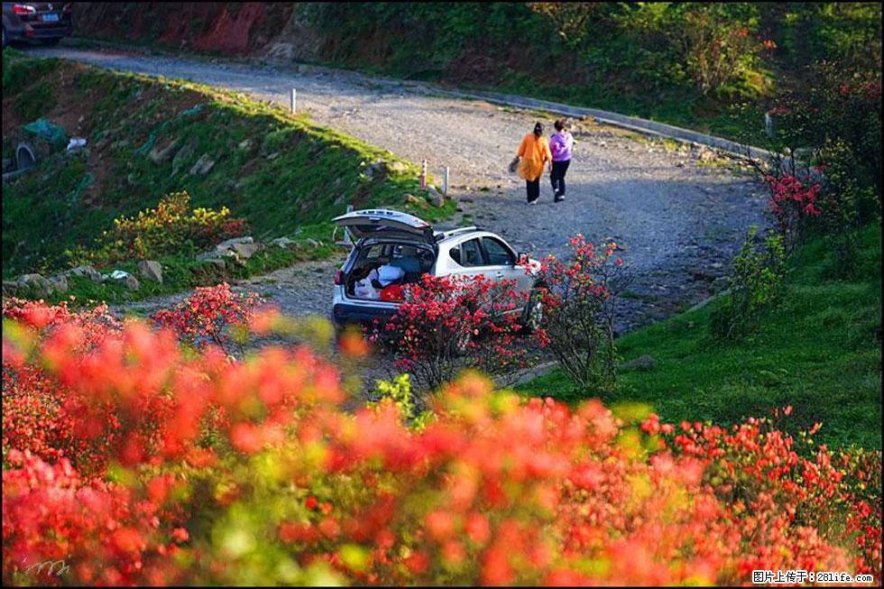 【春天,广西桂林灌阳县向您发出邀请!】春木界上映山红 - 游山玩水 - 伊犁生活社区 - 伊犁28生活网 yili.28life.com