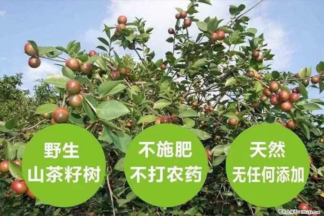 【灌阳县油茶产业示范区】一个有着充实的精神生活的人,对待身外之物自会有一种淡泊的态度 - 土特产 - 饮食特产 - 伊犁分类信息 - 伊犁28生活网 yili.28life.com