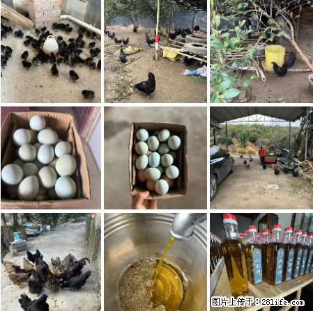 油茶园从小鸡仔开始养起的纯土鸡、土鸡蛋可以预定啦！还有前几天刚榨的纯山茶油哦 - 美食天地 - 伊犁生活社区 - 伊犁28生活网 yili.28life.com