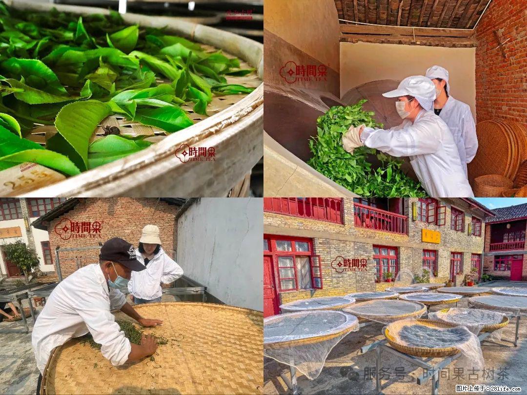时间果百年古树龙珠普洱生茶 - 购物交流 - 伊犁生活社区 - 伊犁28生活网 yili.28life.com