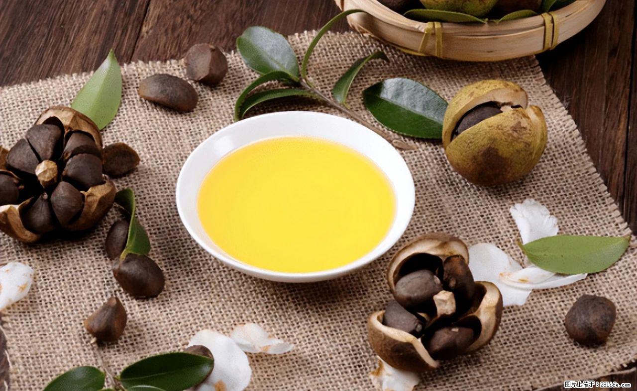 揭秘茶油的5大核心营养成分!被称为人体健康的“守护盾”! - 伊犁生活资讯 - 伊犁28生活网 yili.28life.com