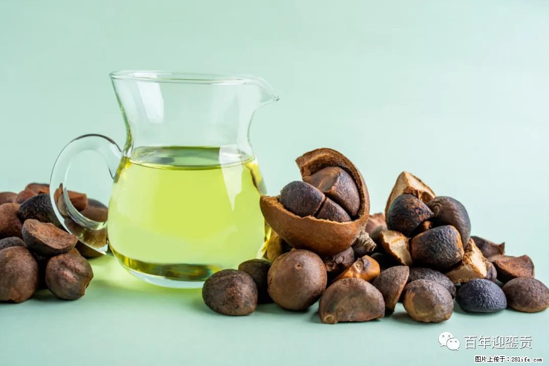 世界没有真相，只有认知，最好的食用油是中国的山茶油！ - 伊犁生活资讯 - 伊犁28生活网 yili.28life.com