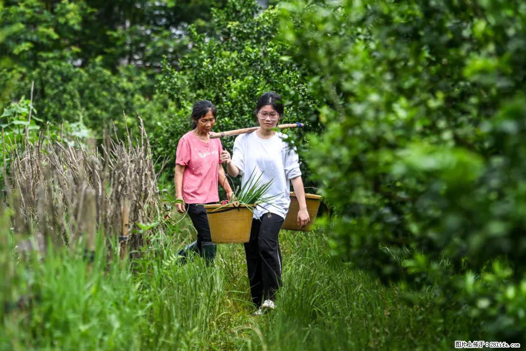 全网追的“扁担女孩”,找了一份暑假工,时薪12元 - 伊犁生活资讯 - 伊犁28生活网 yili.28life.com