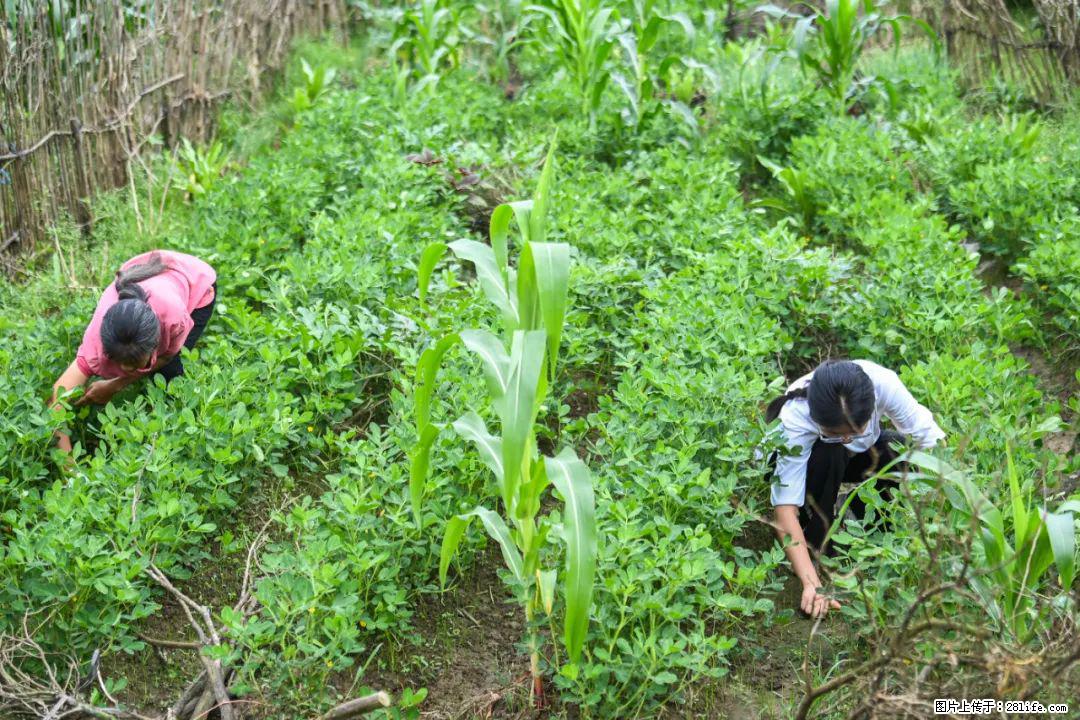 全网追的“扁担女孩”,找了一份暑假工,时薪12元 - 伊犁生活资讯 - 伊犁28生活网 yili.28life.com