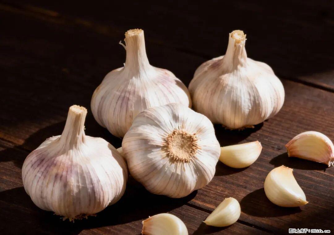 关于大蒜，除了“天然抗生素”，这4个谣言更该警惕! - 伊犁生活资讯 - 伊犁28生活网 yili.28life.com