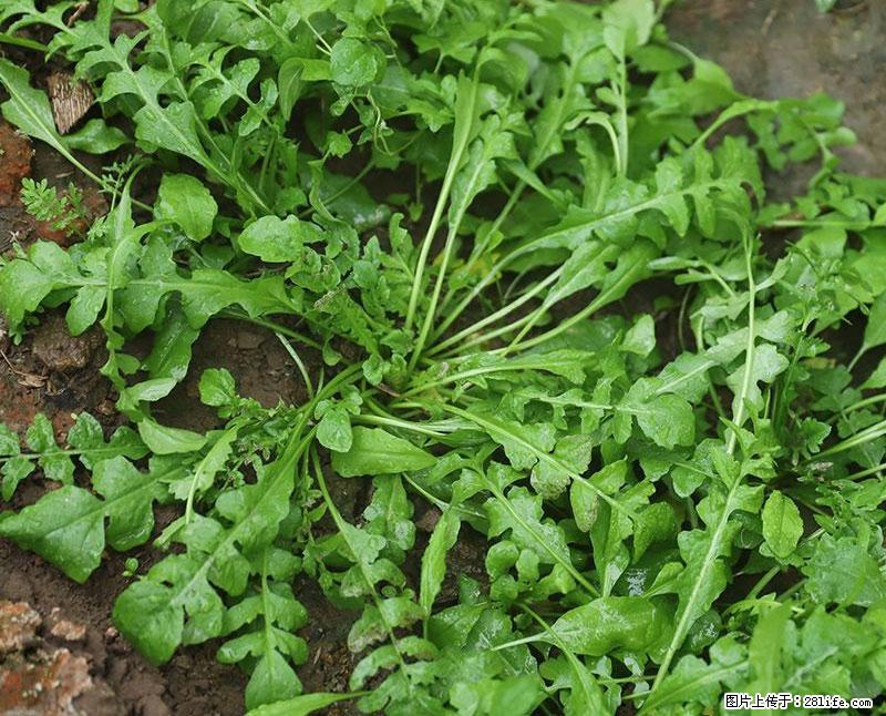 这些蔬菜是“天然钙片”，这6种被医生重点推荐 - 伊犁生活资讯 - 伊犁28生活网 yili.28life.com