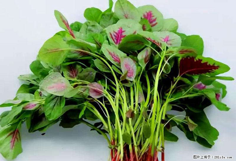 这些蔬菜是“天然钙片”，这6种被医生重点推荐 - 伊犁生活资讯 - 伊犁28生活网 yili.28life.com