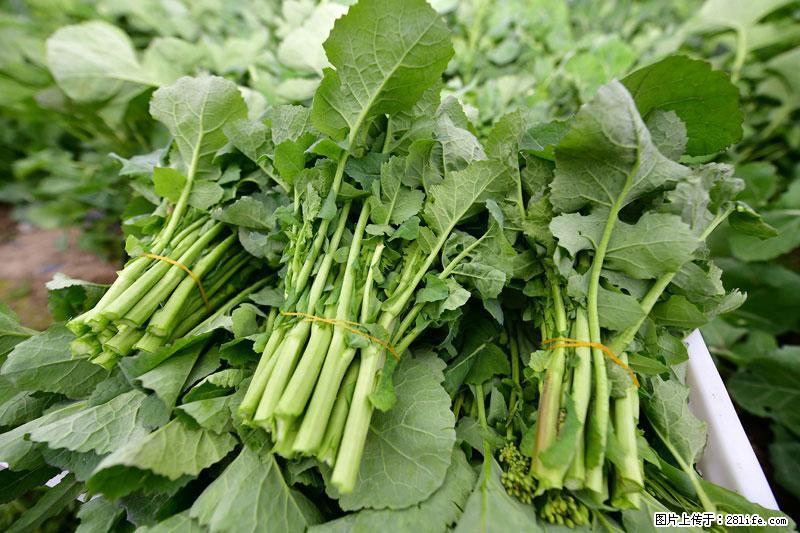 这些蔬菜是“天然钙片”，这6种被医生重点推荐 - 伊犁生活资讯 - 伊犁28生活网 yili.28life.com